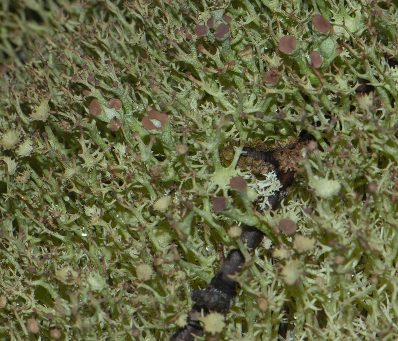 Cup Lichen photo 4