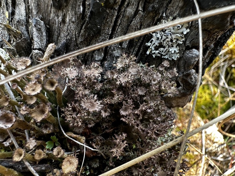 Cup Lichen photo 5