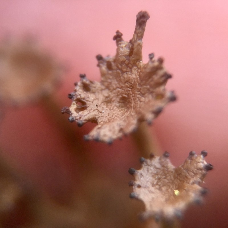 Cup Lichen photo 6