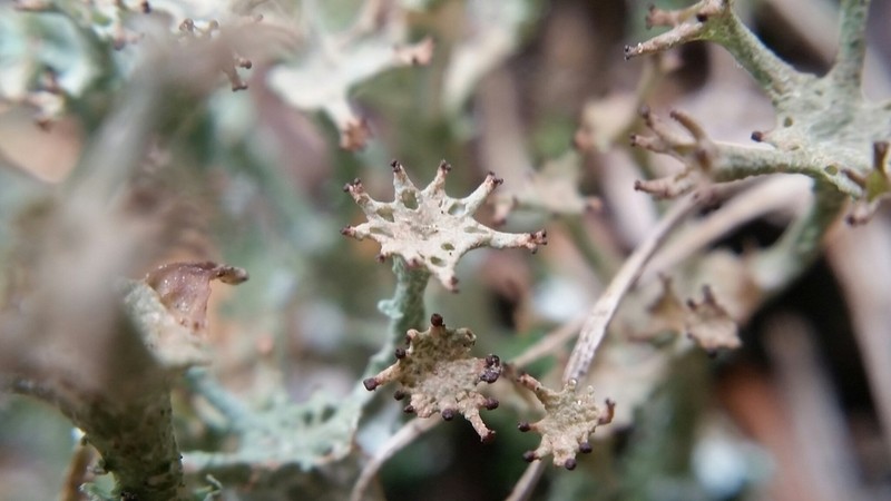Cup Lichen photo 7