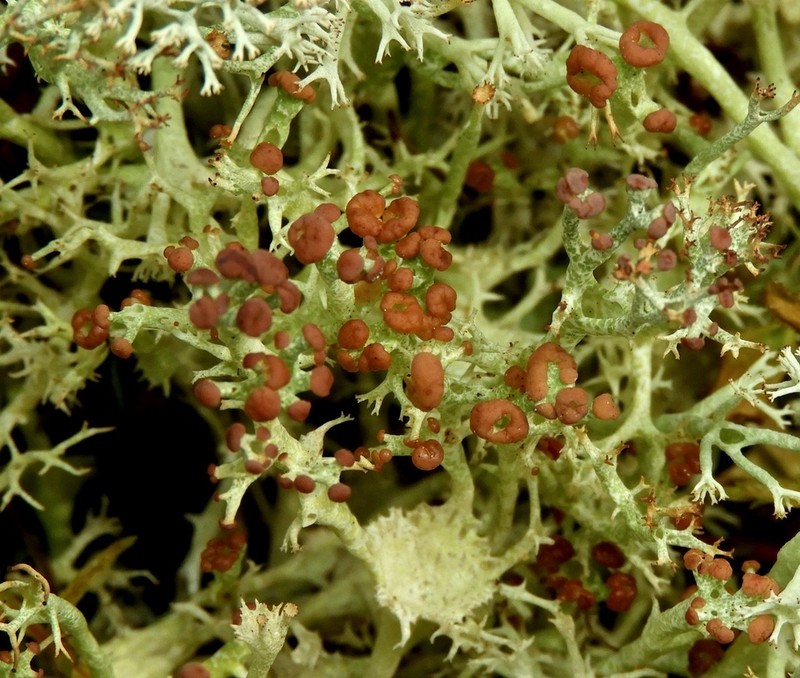 Cup Lichen photo 8