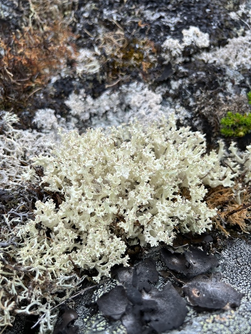 Japanese Cup Lichen