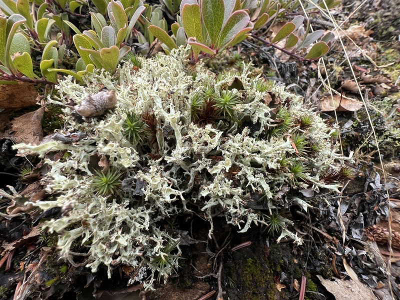 Japanese Cup Lichen photo 3