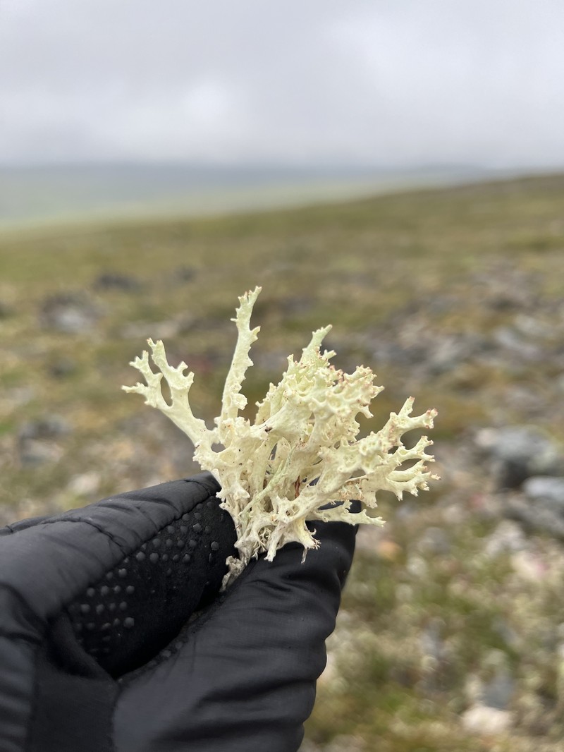 Japanese Cup Lichen photo 4