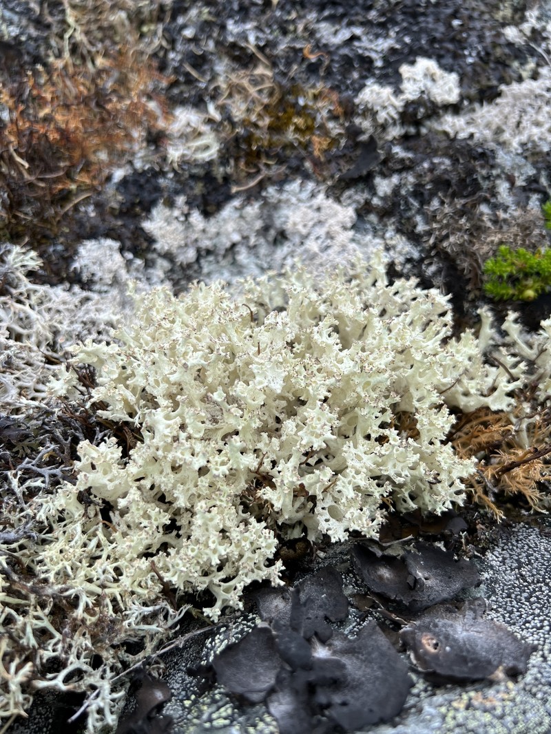Japanese Cup Lichen photo 5