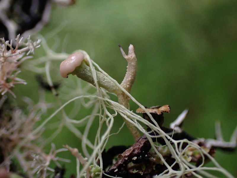Cladonia norvegica