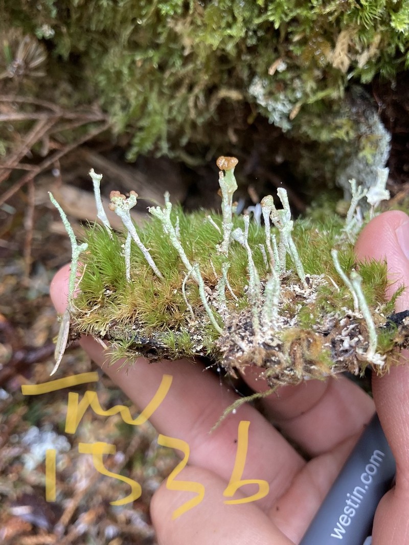 Cladonia norvegica photo 3