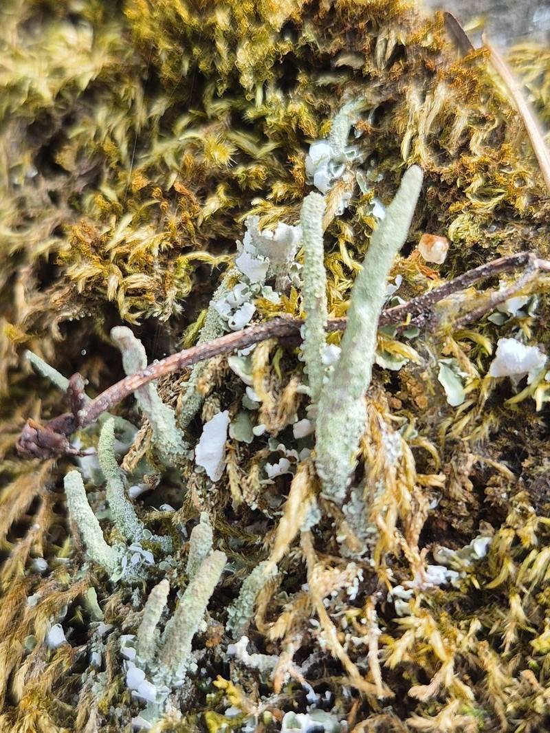 Cladonia norvegica photo 4