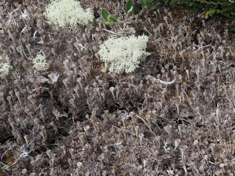 Cladonia novochlorophaea