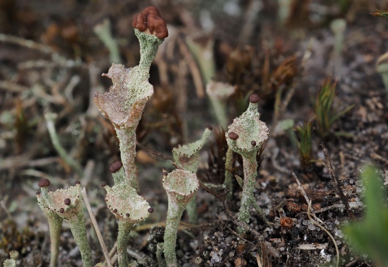 Cladonia novochlorophaea photo 2