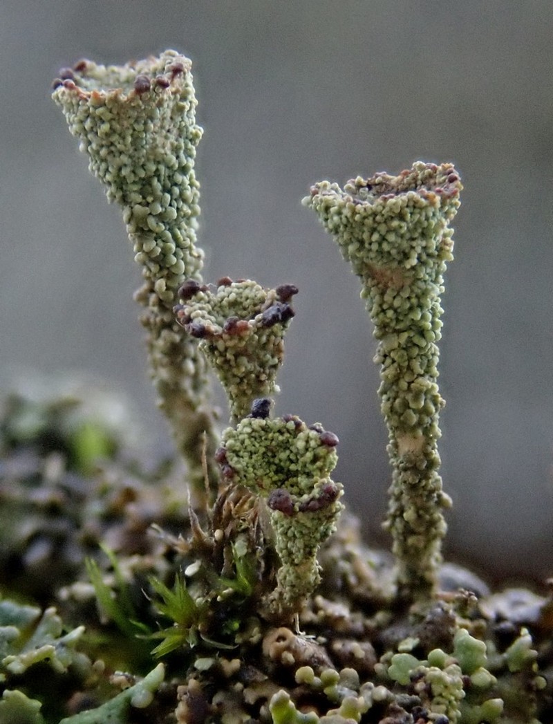 Cladonia novochlorophaea photo 4