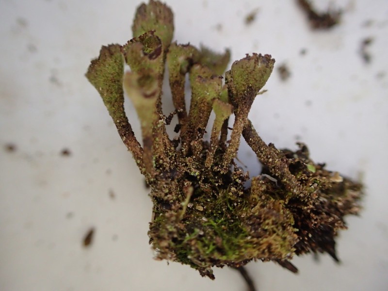 Cladonia novochlorophaea photo 5