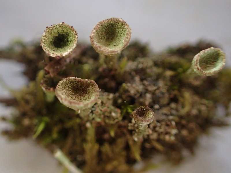 Cladonia novochlorophaea photo 6