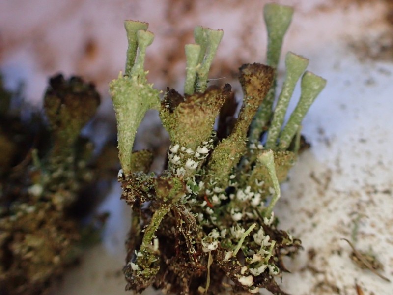 Cladonia novochlorophaea photo 7