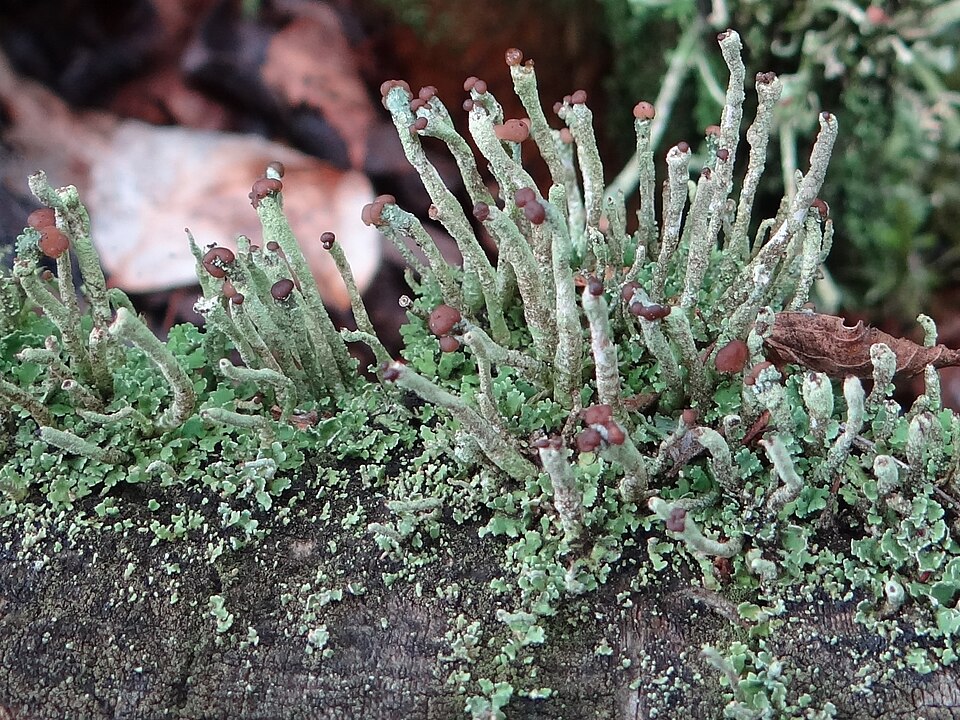 Cup Lichen