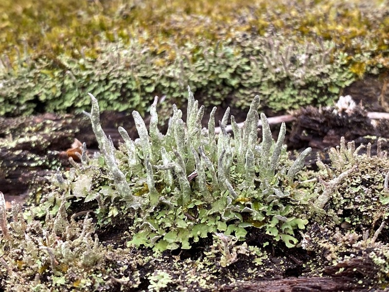 Cup Lichen