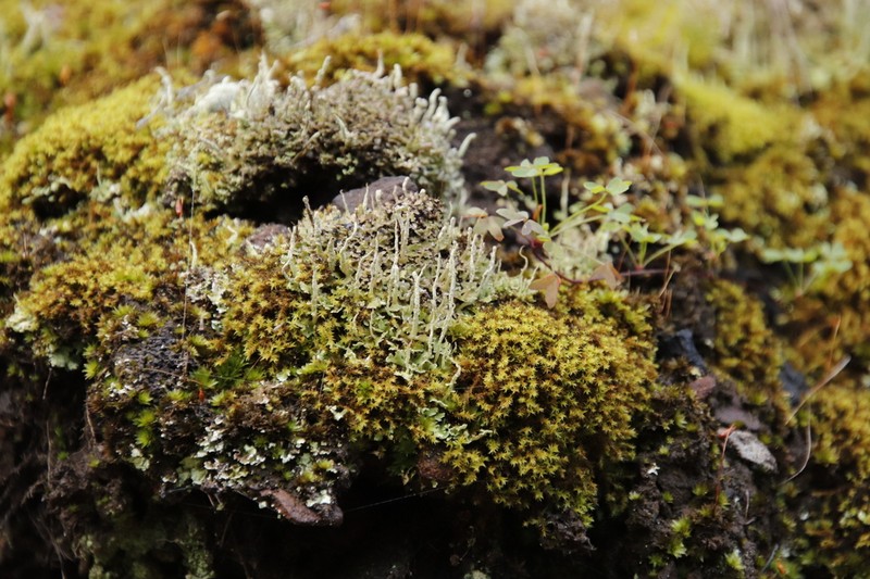 Cup Lichen photo 2