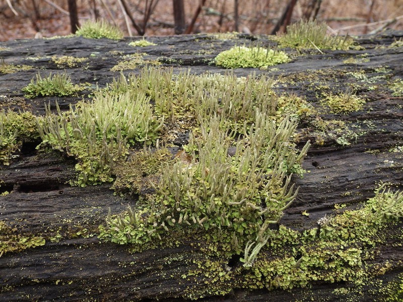 Cup Lichen photo 3