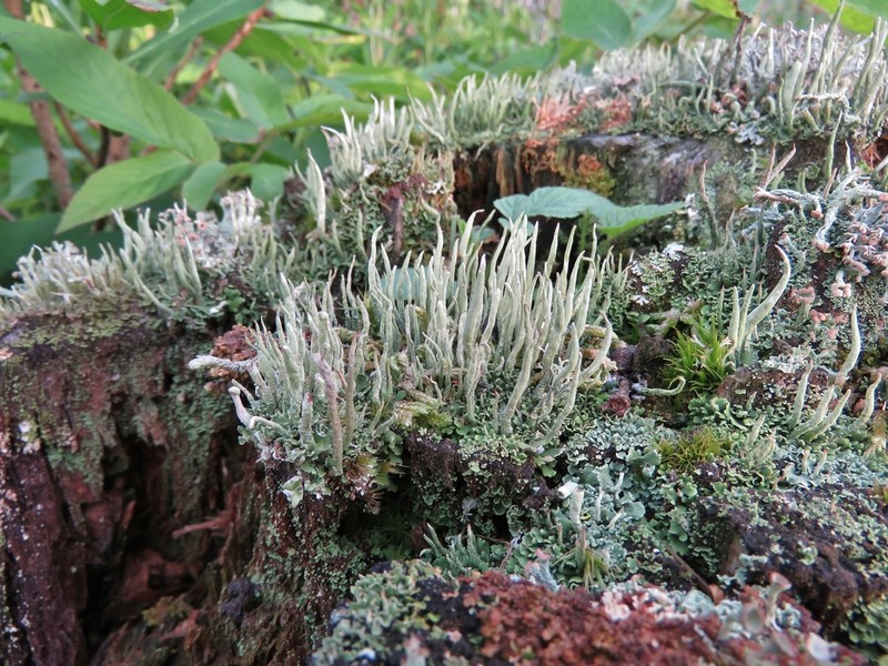 Cup Lichen photo 4
