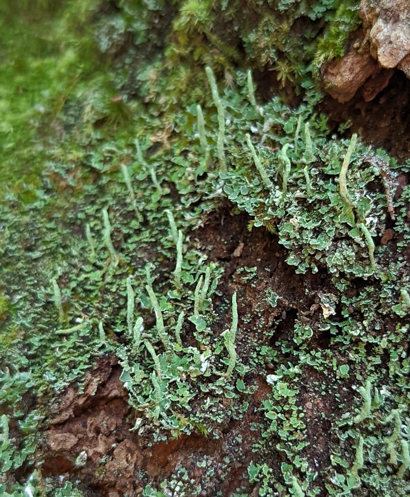 Cup Lichen photo 5