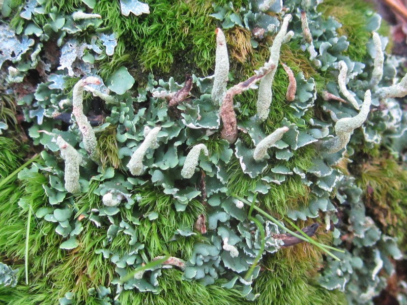Cup Lichen photo 6