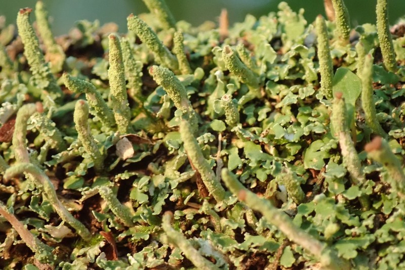 Cup Lichen photo 7