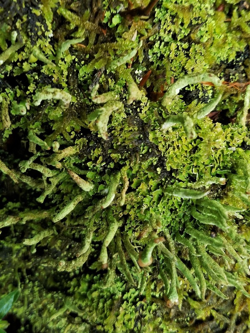 Cup Lichen photo 8