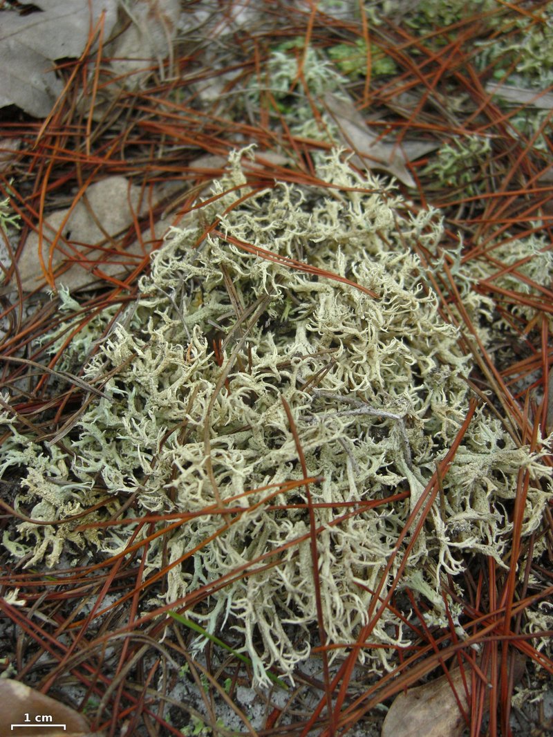 Cup Lichen