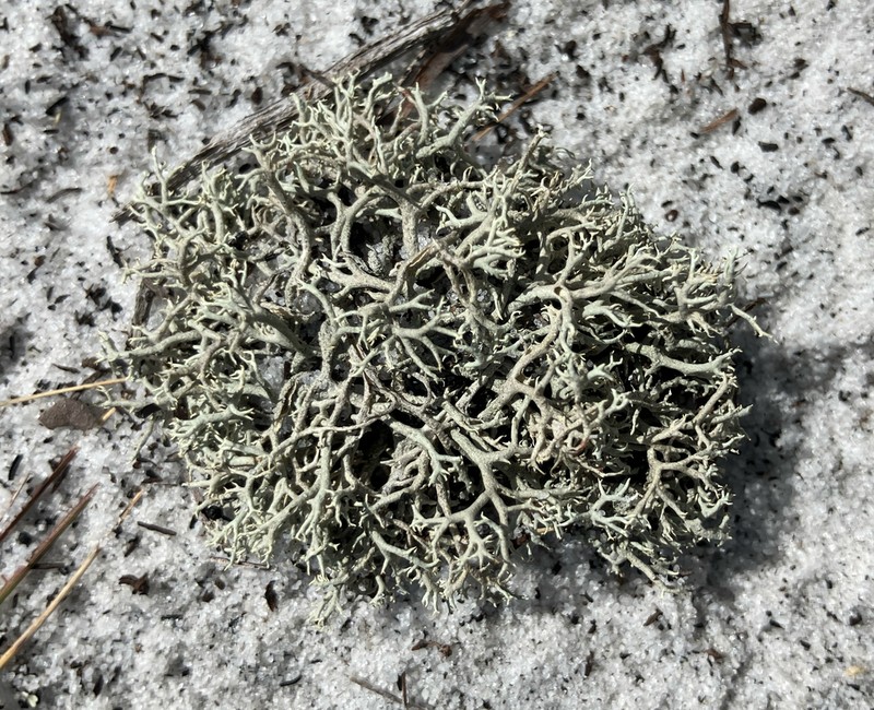 Cup Lichen