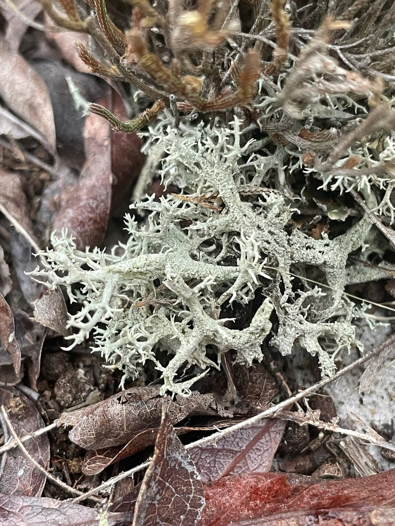 Cup Lichen photo 2