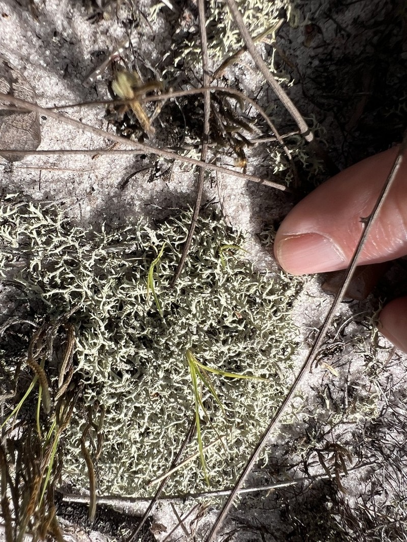Cup Lichen photo 3