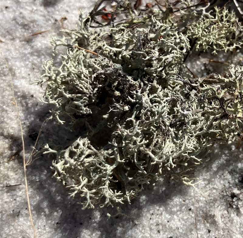Cup Lichen photo 4