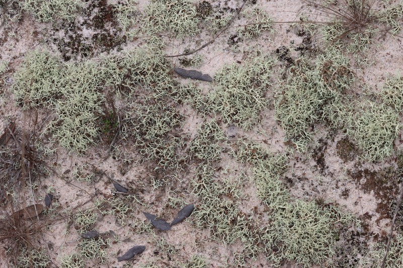 Cup Lichen photo 5