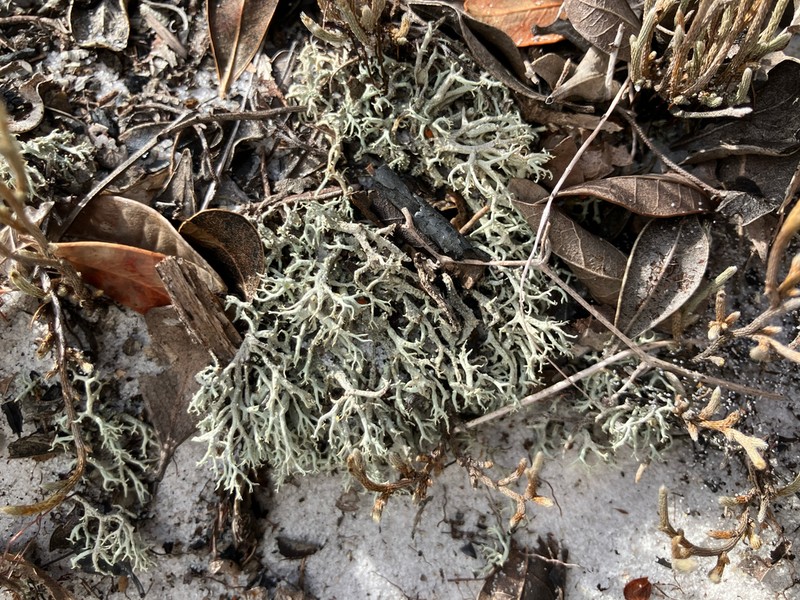 Cup Lichen photo 6