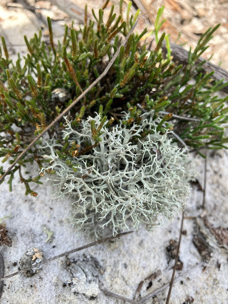 Cup Lichen photo 7