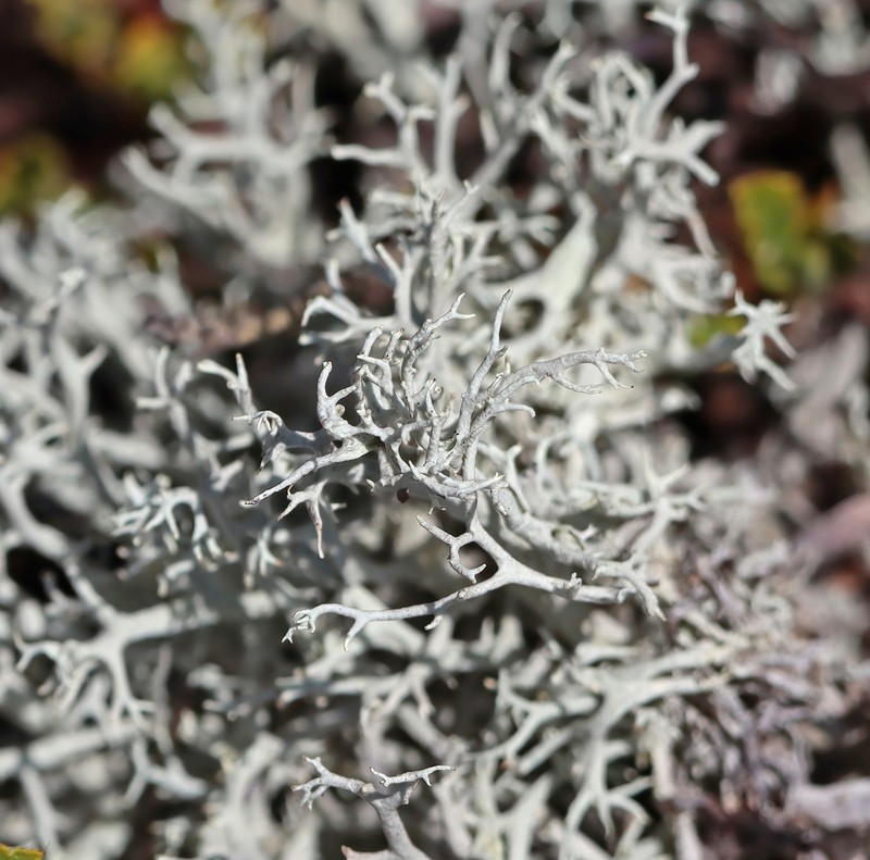 Cup Lichen photo 8