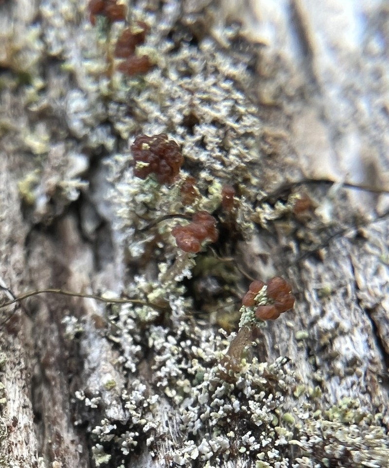 Parasite Cup Lichen