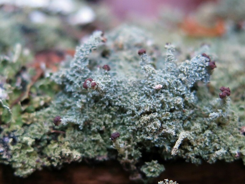 Parasite Cup Lichen photo 2