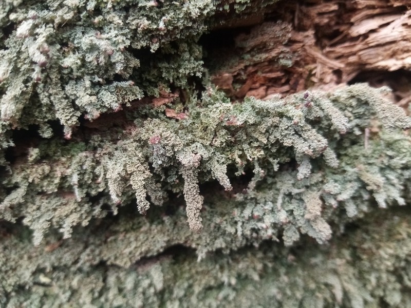 Parasite Cup Lichen photo 3