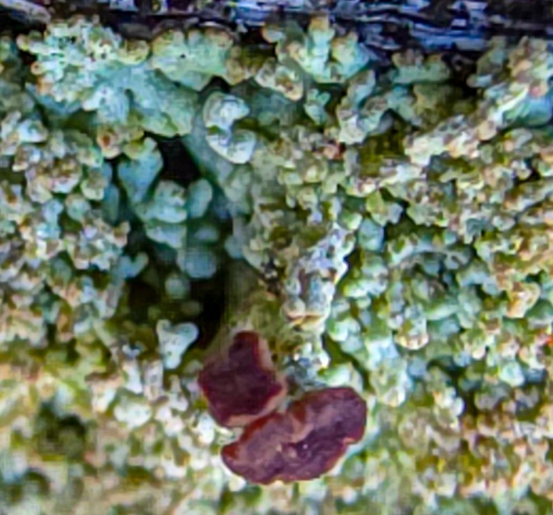 Parasite Cup Lichen photo 4