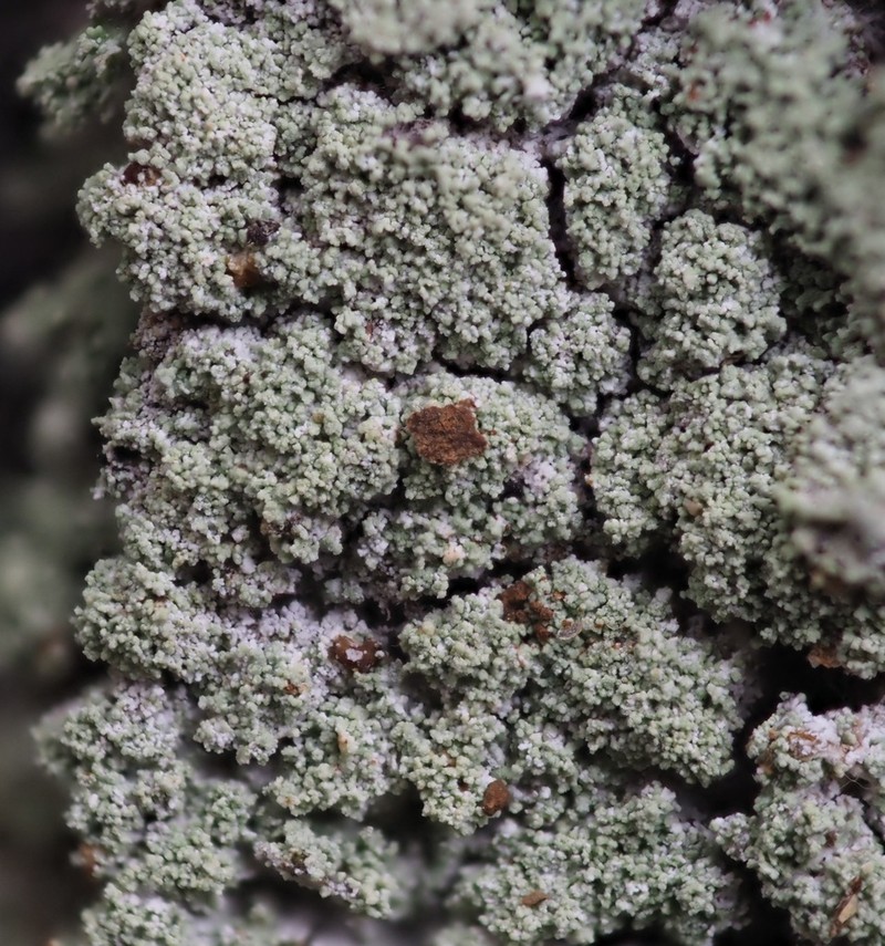 Parasite Cup Lichen photo 5