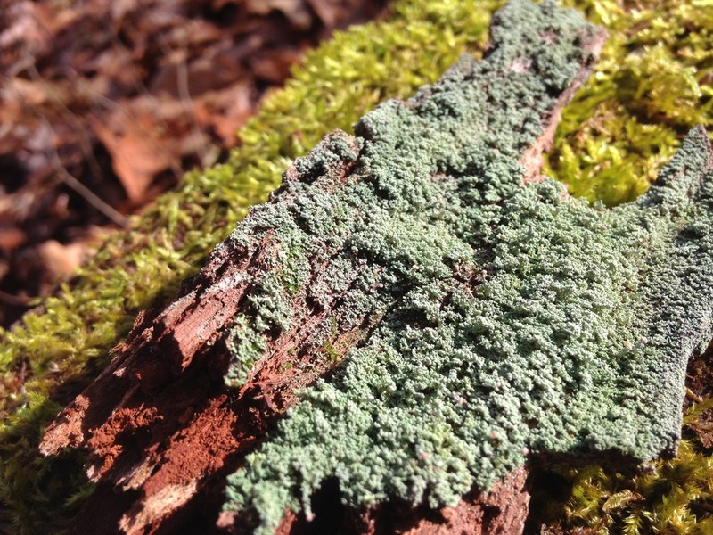Parasite Cup Lichen photo 6