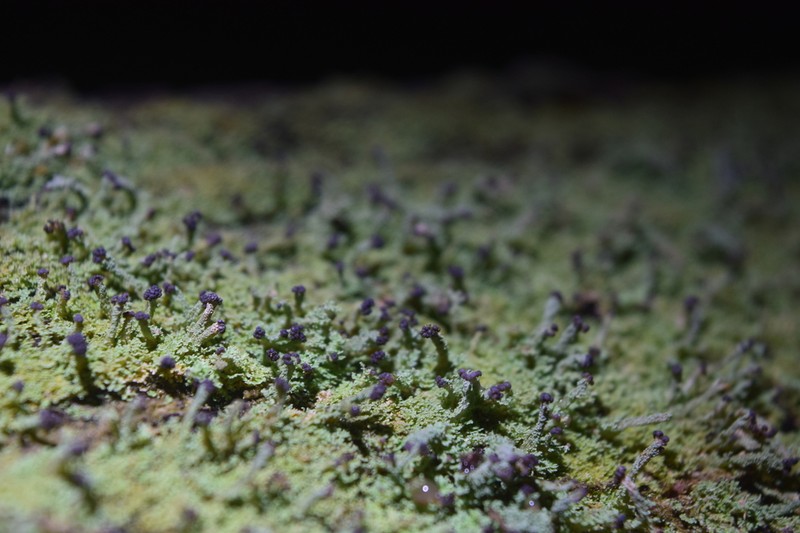 Parasite Cup Lichen photo 7