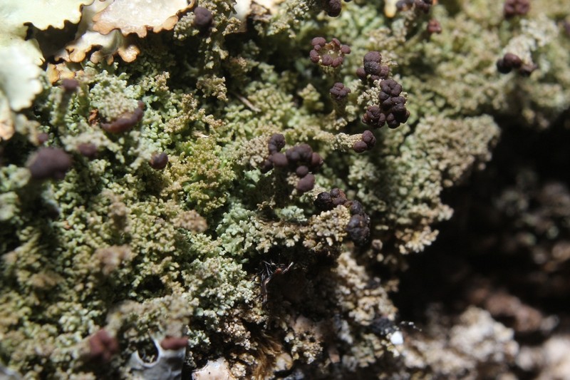 Parasite Cup Lichen photo 8