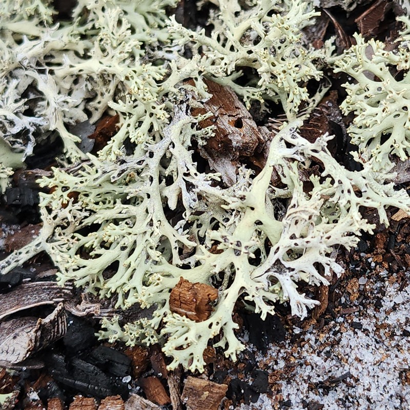 Cup Lichen