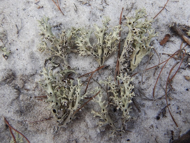 Cup Lichen