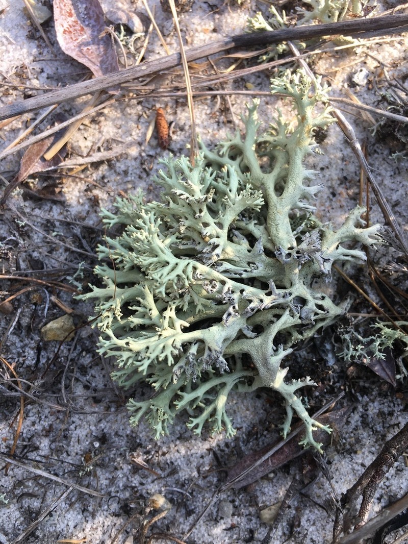 Cup Lichen photo 2