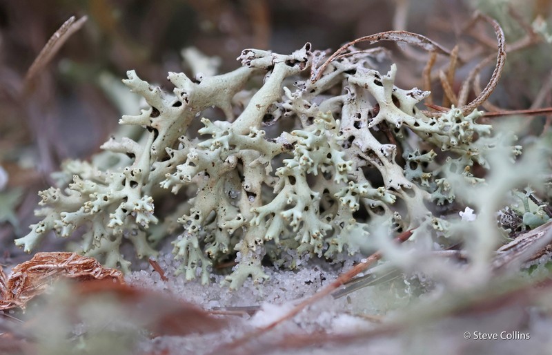 Cup Lichen photo 3