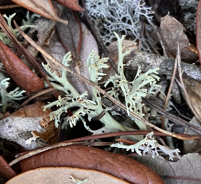 Cup Lichen photo 4