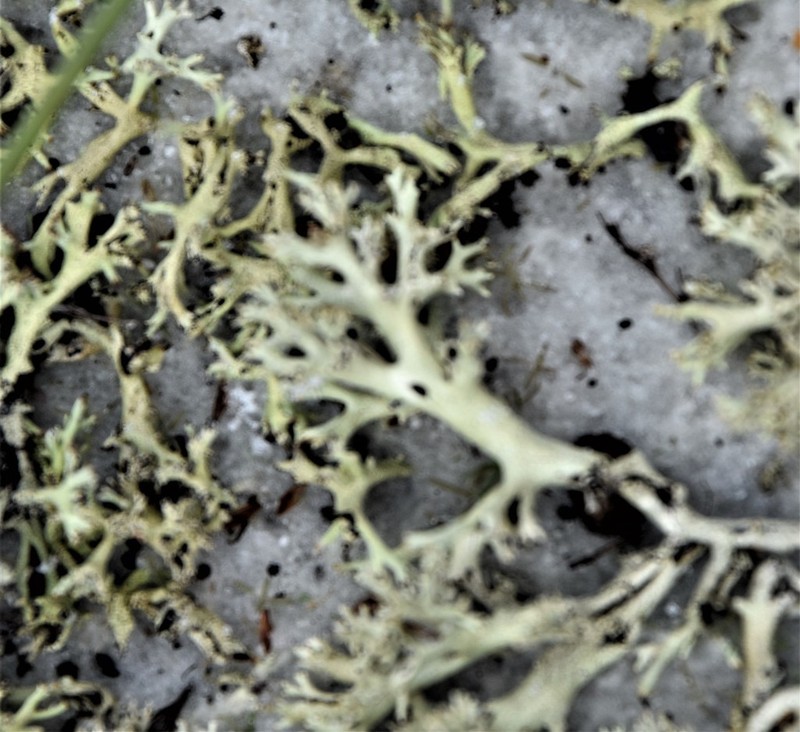 Cup Lichen photo 5